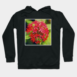 Pretty Red Flower with green leaves nature lovers beautiful photography design Hoodie